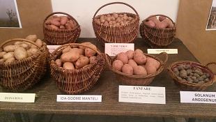 Traditsiooniline aastal�pu kartuliseminar