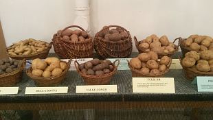 Traditsiooniline aastal�pu kartuliseminar