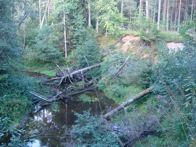   �pi�u V��na-J�esuu parkmetsas 20.08.14