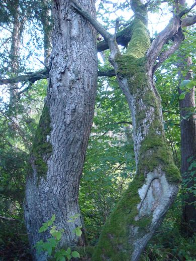   �pi�u V��na-J�esuu parkmetsas 20.08.14