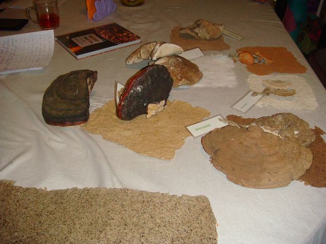   SEENEMAAGIA - vikerkaarev�rvilised l�ngad 26.02.15