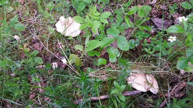   �pi�u Tabasalu Looduspargis. S��davate loodustaimede tundma�ppimine ja toiduks valmistamine 31.0