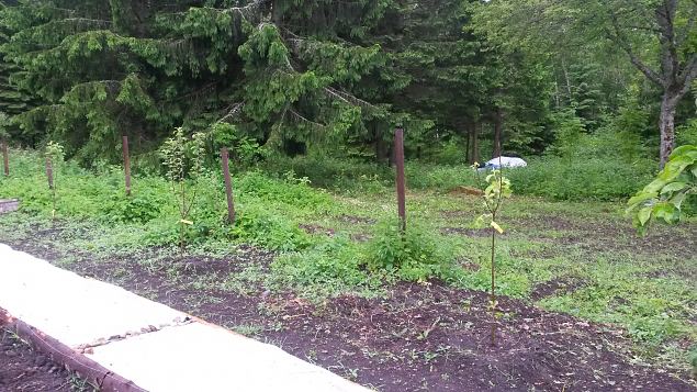   II praktiline �ppep�ev Laulasmaa metsaaias
14.06.15