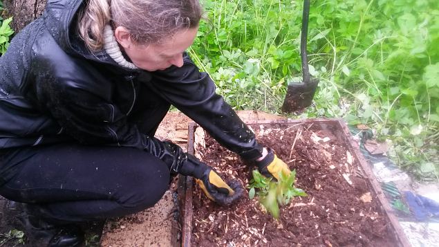   II praktiline �ppep�ev Laulasmaa metsaaias
14.06.15