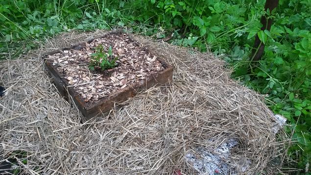   II praktiline �ppep�ev Laulasmaa metsaaias
14.06.15