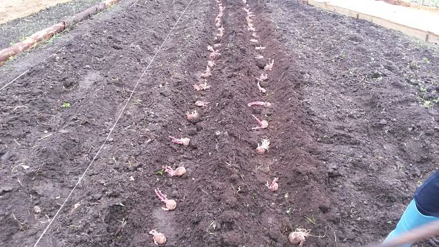   II praktiline �ppep�ev Laulasmaa metsaaias
14.06.15