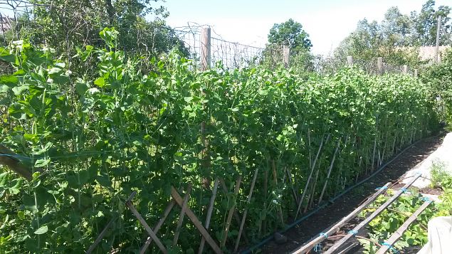   Avatud talude p�ev 19.07.2015 