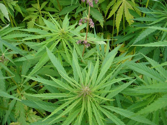   Avatud talude pev 19.07. 2015