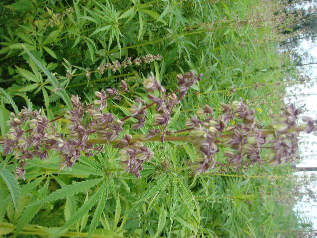   Avatud talude pev 19.07. 2015