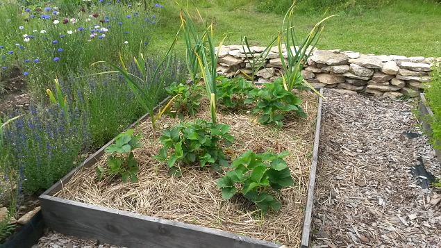   Avatud talud  19.07.2015 Lnemaal