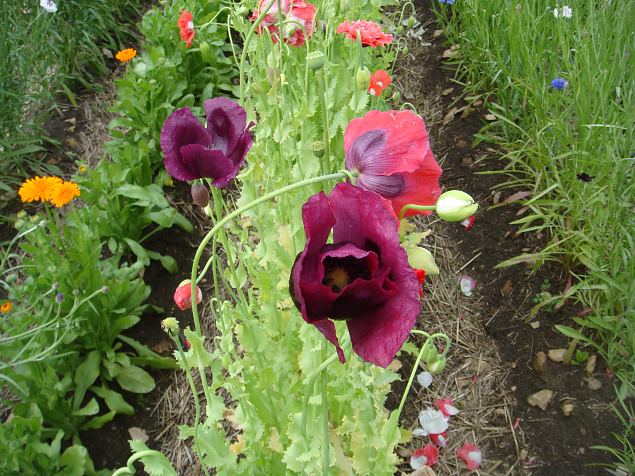   Avatud talud  19.07.2015 L��nemaal