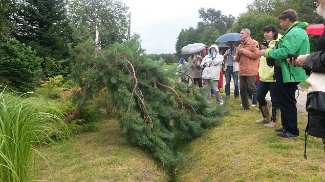   Dendroloogia Seltsi suvep�evad 30.07-01.08.15 Hiiumaal