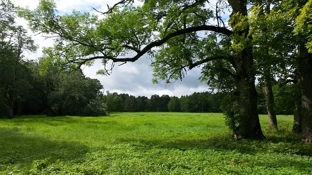   Dendroloogia Seltsi suvep�evad 30.07-01.08.15 Hiiumaal