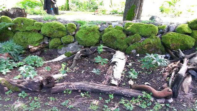   Dendroloogia Seltsi suvep�evad 30.07-01.08.15 Hiiumaal