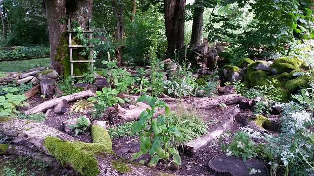   Dendroloogia Seltsi suvep�evad 30.07-01.08.15 Hiiumaal