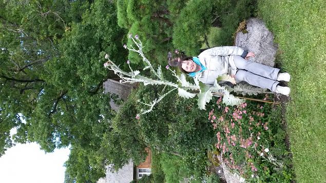   Dendroloogia Seltsi suvep�evad 30.07-01.08.15 Hiiumaal