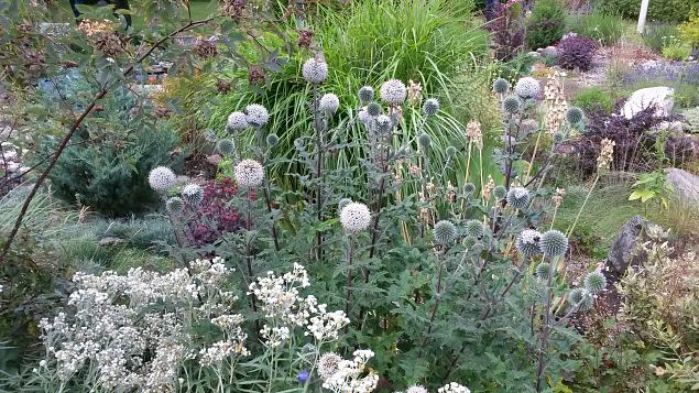   Dendroloogia Seltsi suvep�evad 30.07-01.08.15 Hiiumaal