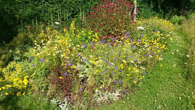   Dendroloogia Seltsi suvep�evad 30.07-01.08.15 Hiiumaal