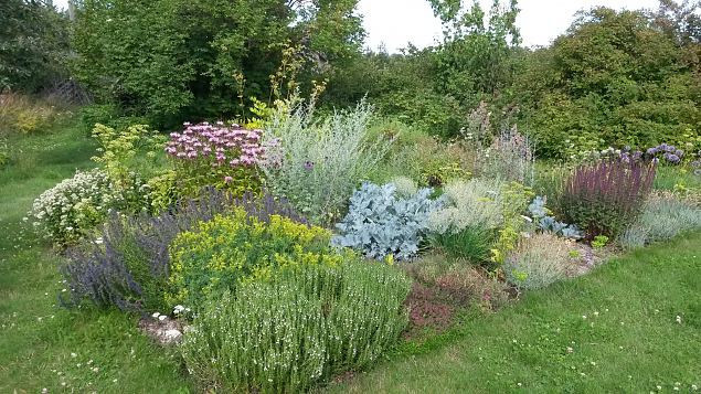   Dendroloogia Seltsi suvep�evad 30.07-01.08.15 Hiiumaal