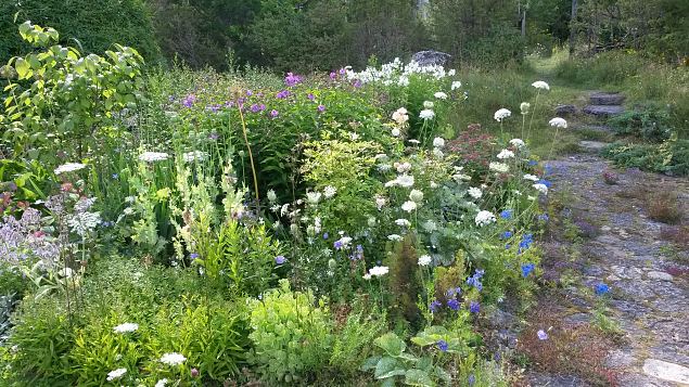   Dendroloogia Seltsi suvep�evad 30.07-01.08.15 Hiiumaal