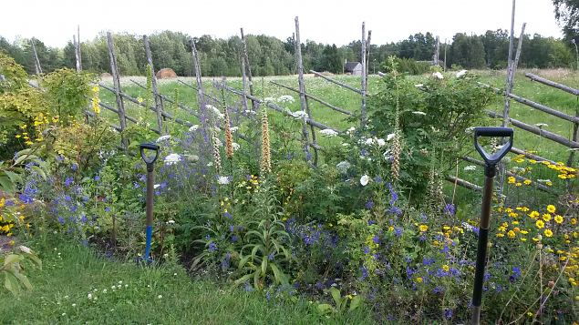   Dendroloogia Seltsi suvep�evad 30.07-01.08.15 Hiiumaal