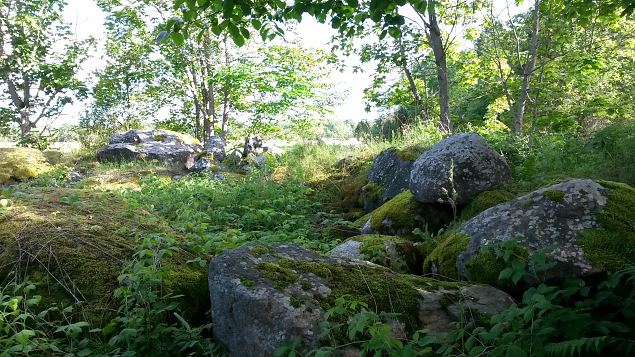   Dendroloogia Seltsi suvep�evad 30.07-01.08.15 Hiiumaal