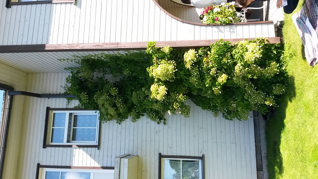   Dendroloogia Seltsi suvep�evad 30.07-01.08.15 Hiiumaal