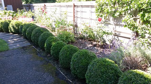   Dendroloogia Seltsi suvep�evad 30.07-01.08.15 Hiiumaal