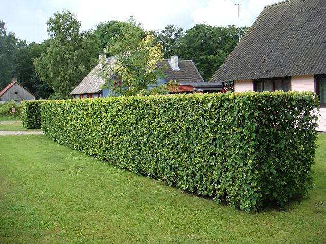   Dendroloogia Seltsi suvep�evad 30.07-01.08.15 Hiiumaal