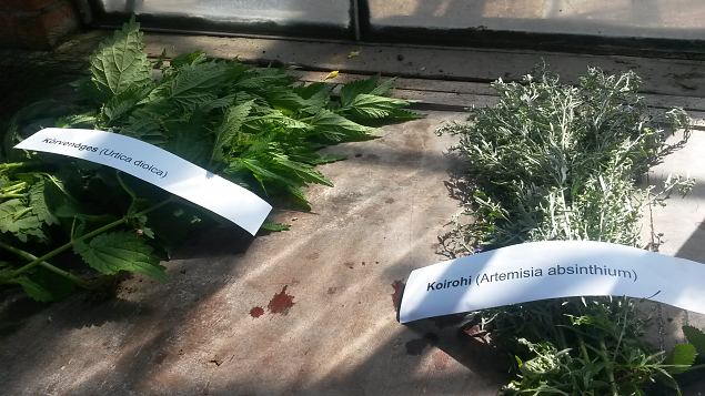   Praktiline �ppep�ev ''Taimekaitse, kahjurite t�rje looduslike vahenditega'' 15.08.15