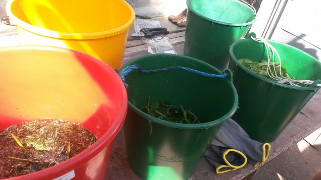   Praktiline �ppep�ev ''Taimekaitse, kahjurite t�rje looduslike vahenditega'' 15.08.15