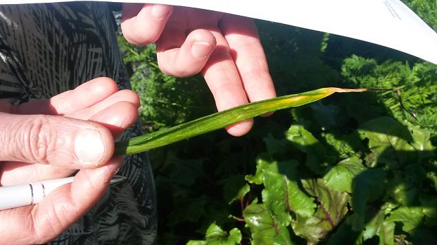   Praktiline �ppep�ev ''Taimekaitse, kahjurite t�rje looduslike vahenditega'' 15.08.15