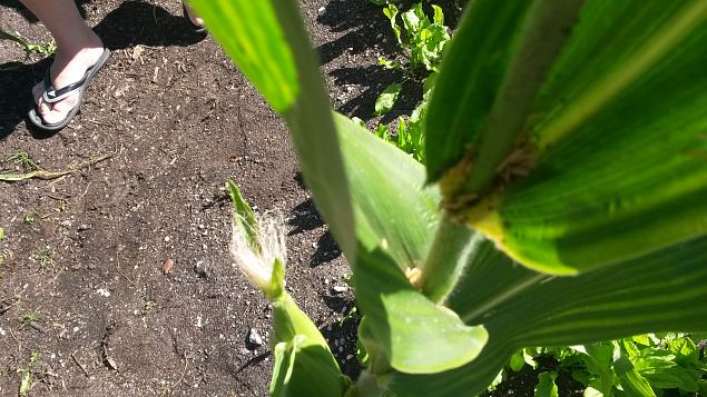   Praktiline �ppep�ev ''Taimekaitse, kahjurite t�rje looduslike vahenditega'' 15.08.15