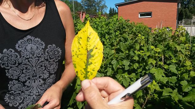   Praktiline �ppep�ev ''Taimekaitse, kahjurite t�rje looduslike vahenditega'' 15.08.15