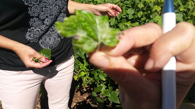   Praktiline �ppep�ev ''Taimekaitse, kahjurite t�rje looduslike vahenditega'' 15.08.15