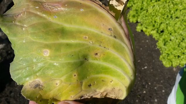   Praktiline �ppep�ev ''Taimekaitse, kahjurite t�rje looduslike vahenditega'' 15.08.15