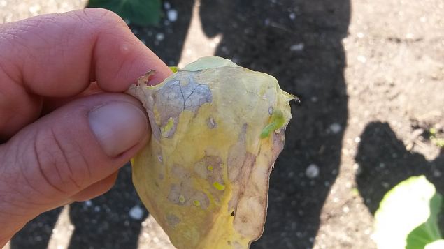   Praktiline �ppep�ev ''Taimekaitse, kahjurite t�rje looduslike vahenditega'' 15.08.15