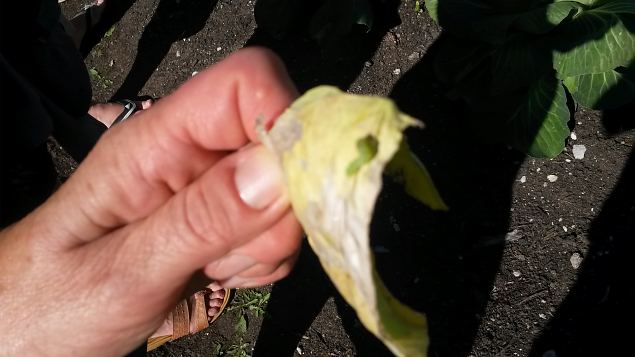   Praktiline �ppep�ev ''Taimekaitse, kahjurite t�rje looduslike vahenditega'' 15.08.15