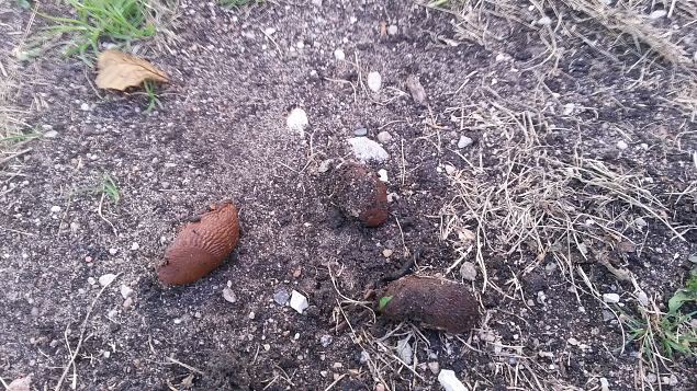   Praktiline �ppep�ev ''Taimekaitse, kahjurite t�rje looduslike vahenditega'' 15.08.15